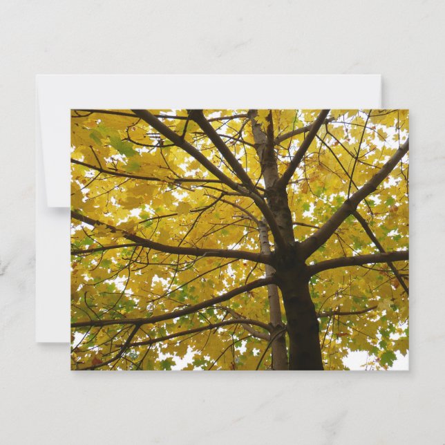 Gult Maple Träd höstnatur (Framsida)