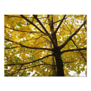Gult Maple Träd höstnatur Fototryck