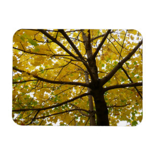Gult Maple Träd höstnatur Magnet