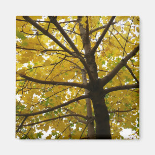 Gult Maple Träd höstnatur Magnet