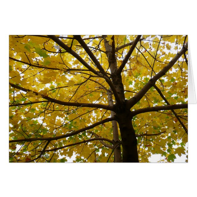 Gult Maple Träd höstnatur OBS Kort (Framsidan Horizontal)
