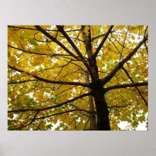 Gult Maple Träd höstnatur Poster