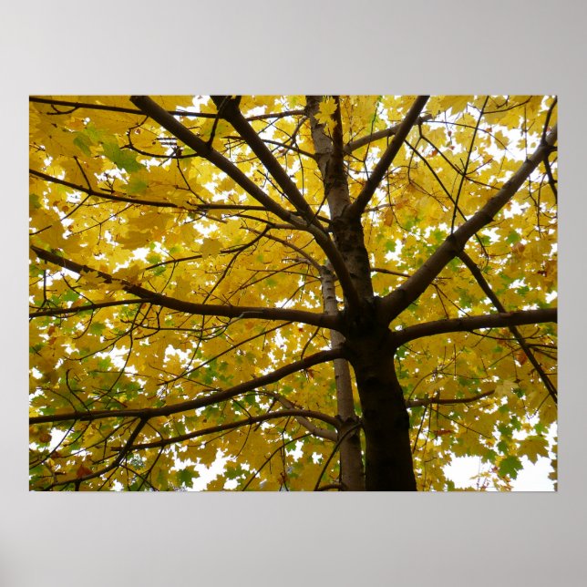 Gult Maple Träd höstnatur Poster (Framsidan)