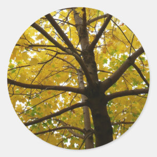 Gult Maple Träd höstnatur Runt Klistermärke