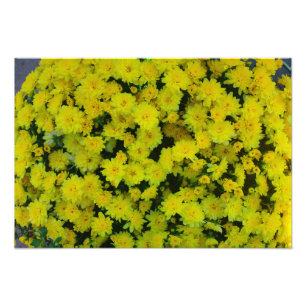 Gult Margarita Daisy Flower Photo Print Fototryck