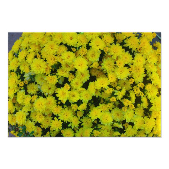 Gult Margarita Daisy Flower Photo Print Fototryck (Framsidan)