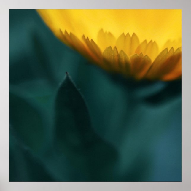 Gult Mariglod Flower Macro Abstrakt Poster (Framsidan)