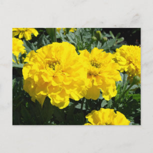 Gult Marigold Flowers Vykort