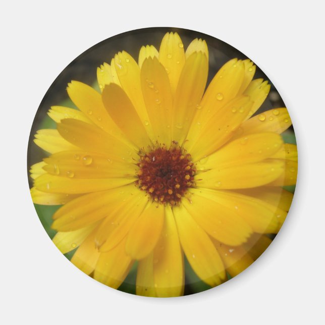 Gult Marigold Macro Magnet (Framsidan)