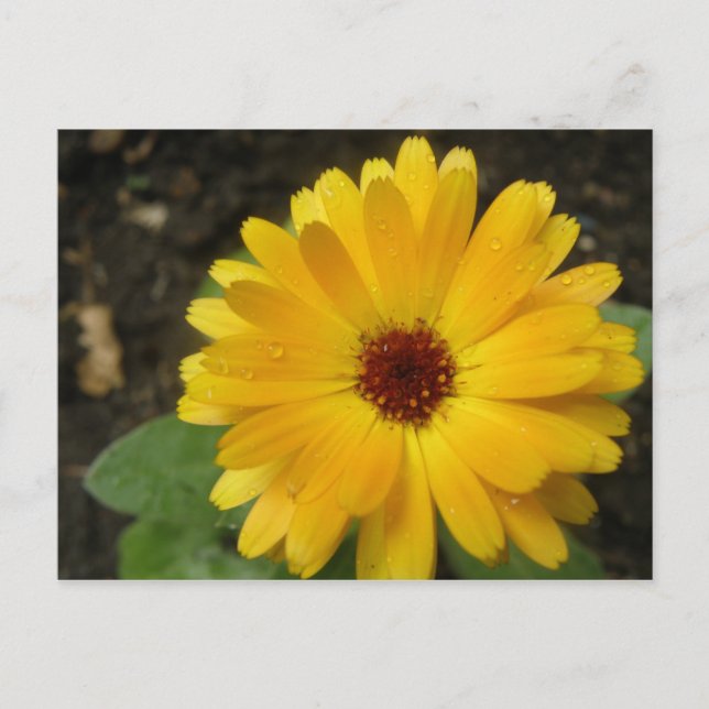 Gult Marigold Macro-vykort Vykort (Framsida)