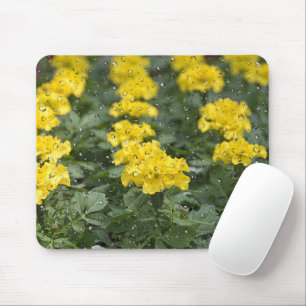Gult Marigold med regndroppar, musknapp Musmatta