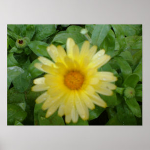 Gult Marigold Skriv ut Poster