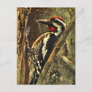 Gult-märkt Sapsucker-vykort Vykort