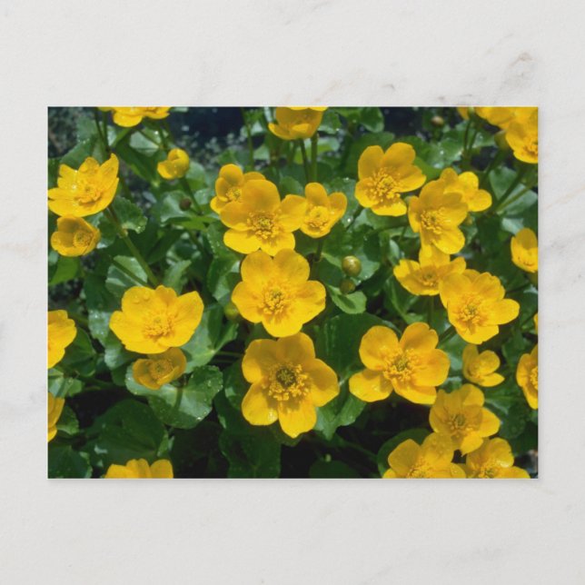 gult Marsh marigold-blommor Vykort (Framsida)