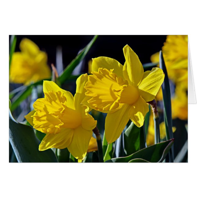 Gult Mates Hälsningskort (Framsidan Horizontal)