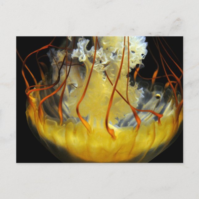 Gult Medusa Jellyfish Vykort (Framsida)