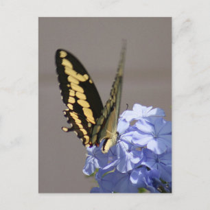 Gult Monarch-vykort för foto Vykort