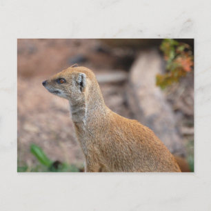 Gult Mongoose Vykort
