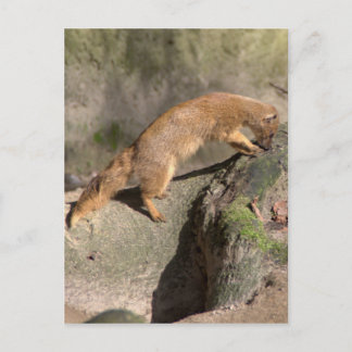 Gult Mongoose Vykort