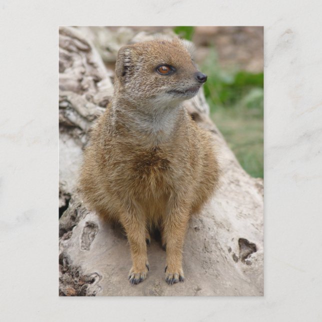 Gult mongosa vykort (Framsida)