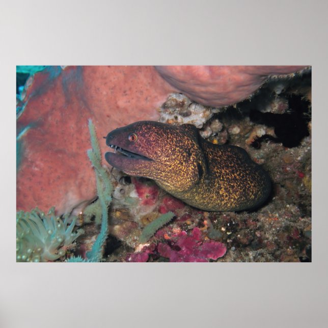 Gult Moray Poster (Framsidan)