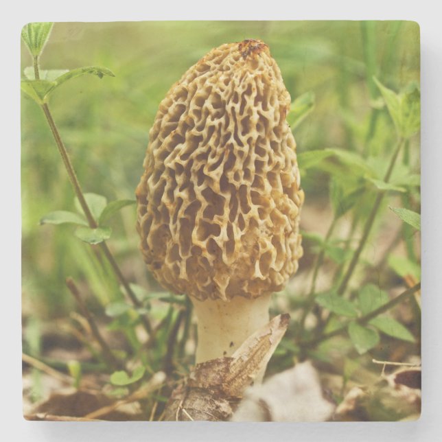 Gult Morel Mushroom Underlägg Sten (Framsidan)