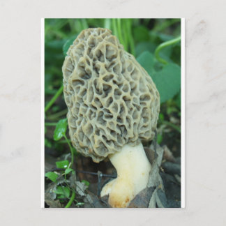 Gult Morel Mushroom Vykort