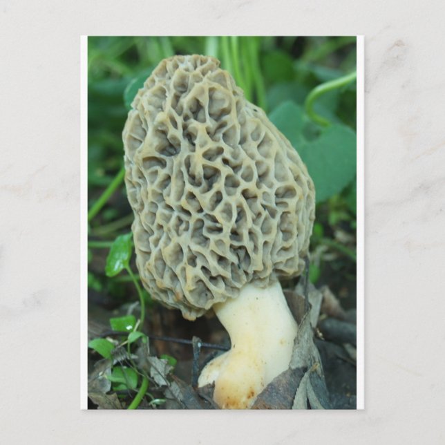 Gult Morel Mushroom Vykort (Framsida)