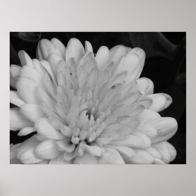 Gult Morsa Poster (Framsidan)