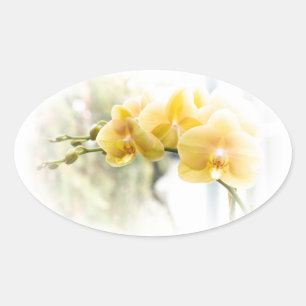 Gult Moth Orchid i Sunshine Ovalt Klistermärke