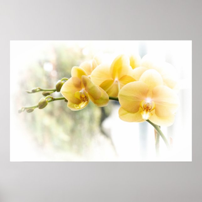 Gult Moth Orchid i Sunshine Poster (Framsidan)