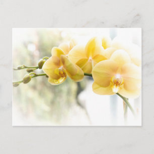 Gult Moth Orchid i Sunshine Vykort