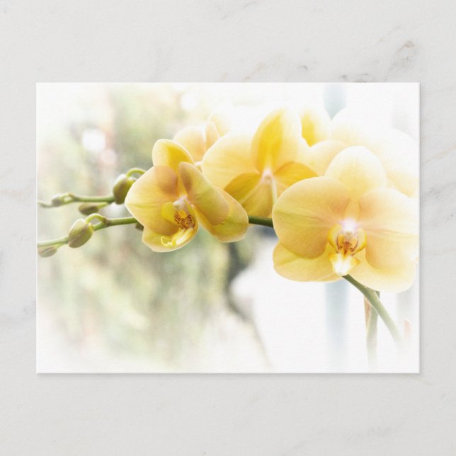 Gult Moth Orchid i Sunshine Vykort (Framsida)