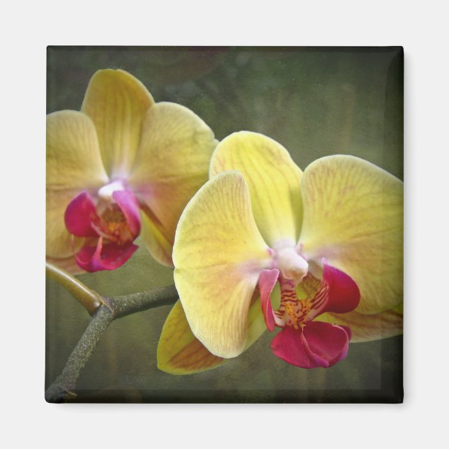 Gult Moth Orchids - Phalaenopsis Magnet (Framsidan)