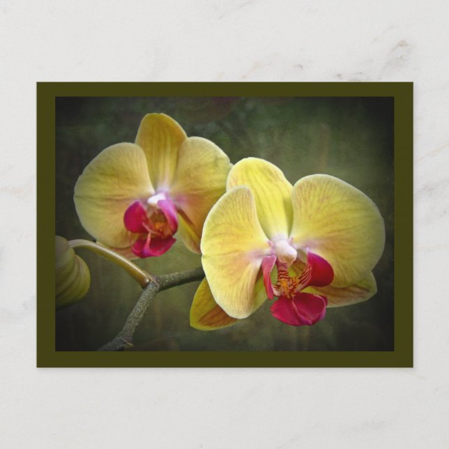 Gult Moth Orchids - Phalaenopsis Vykort (Framsida)