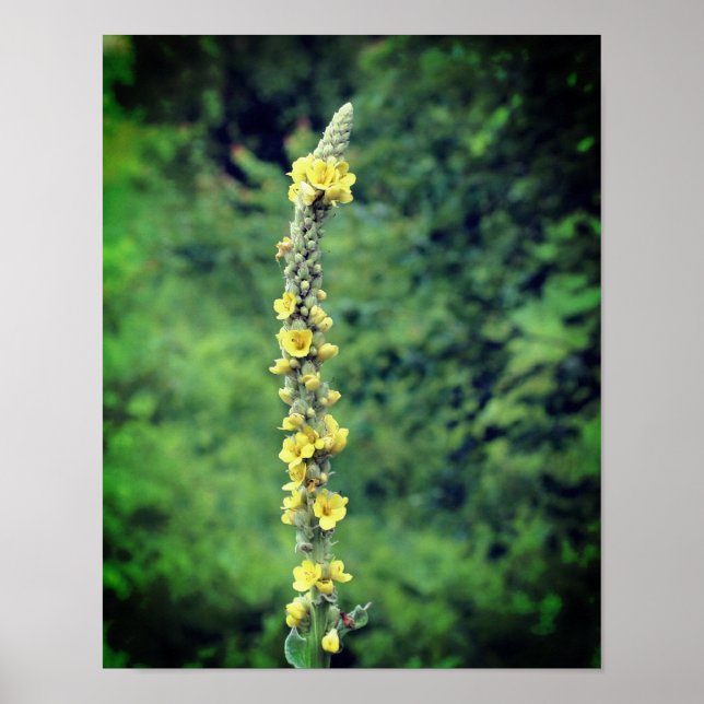 Gult Mullein Wildblomma Poster (Framsidan)