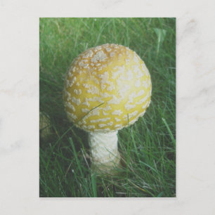 Gult Mushroom #4 Vykort