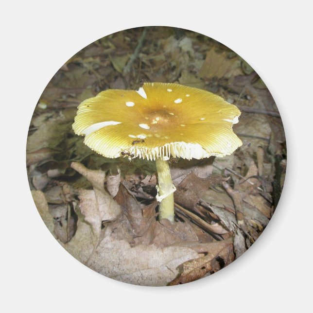 Gult Mushroom Magnet (Framsidan)