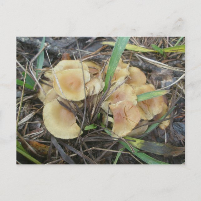 Gult Mushroom OBX-vykort Vykort (Framsida)