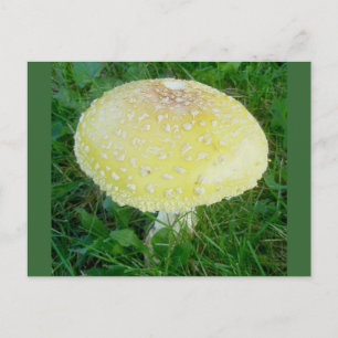 Gult Mushroom-vykort nr 3 Vykort