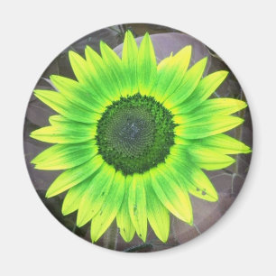Gult N Grönt Solrossolrosmagnet Magnet