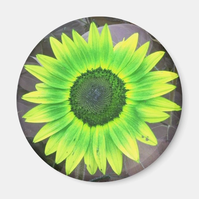Gult N Grönt Solrossolrosmagnet Magnet (Framsidan)