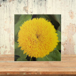 Gult Nalle SolrosBlommigt Kakelplatta
