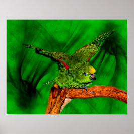 Gult Naped Amazon Parrot Animal Art Poster