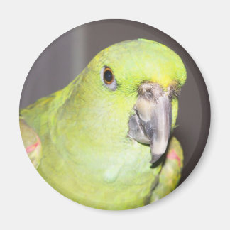 Gult-Naped Amazon Parrot Magnet