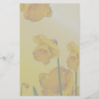 Gult Narcissus Daffodil Brevpapper