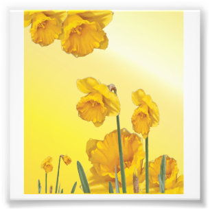 Gult Narcissus Daffodil Fototryck