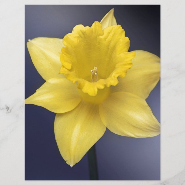 Gult Narcissus Vattenfärgsfärg i färgen Flower Blo (Framsida)