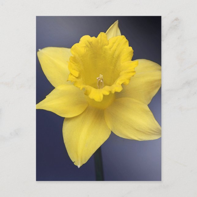 Gult Narcissus Vattenfärgsfärg i färgen Flower Blo Vykort (Framsida)