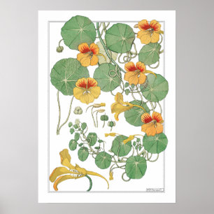 Gult Nasturtiums   Antique Lithograph 1896 Poster